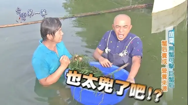 台灣第一等-第177集 無蟹可擊 巨蟹后