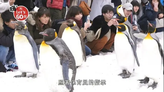 嗨 Let's GO-第8集 日本：親子冬季這樣玩 旭山動物園看北極熊、企鵝遊行