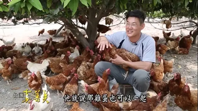 台灣真善美-第590集 養快樂雞生健康蛋
