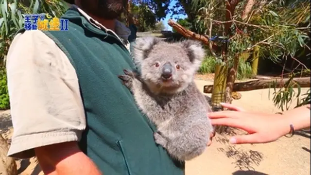 王子的移動城堡-第5集 澳洲 動物急救站！體驗袋鼠、無尾熊的親密接觸
