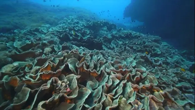水下30米-第2集 印尼科摩多（二）