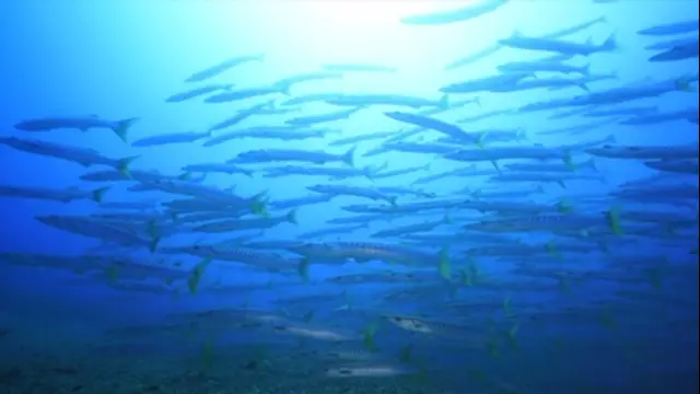 水下30米-第7集 澎湖