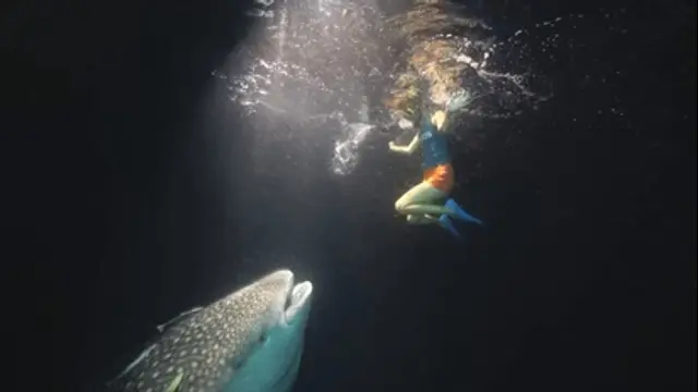 水下30米-第9集 馬爾地夫鯊魚圖鑑